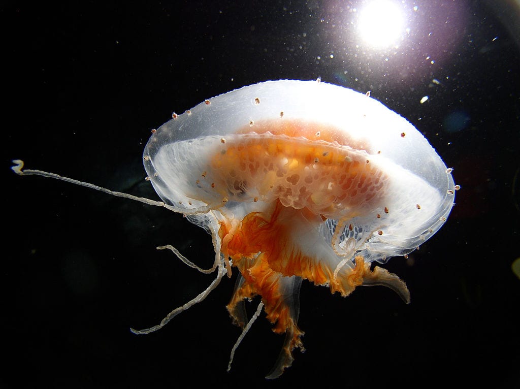 Most Beautiful Jellyfish In The World: Diplulmaris Antarctica