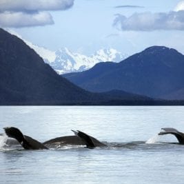 Whale Watching Locations