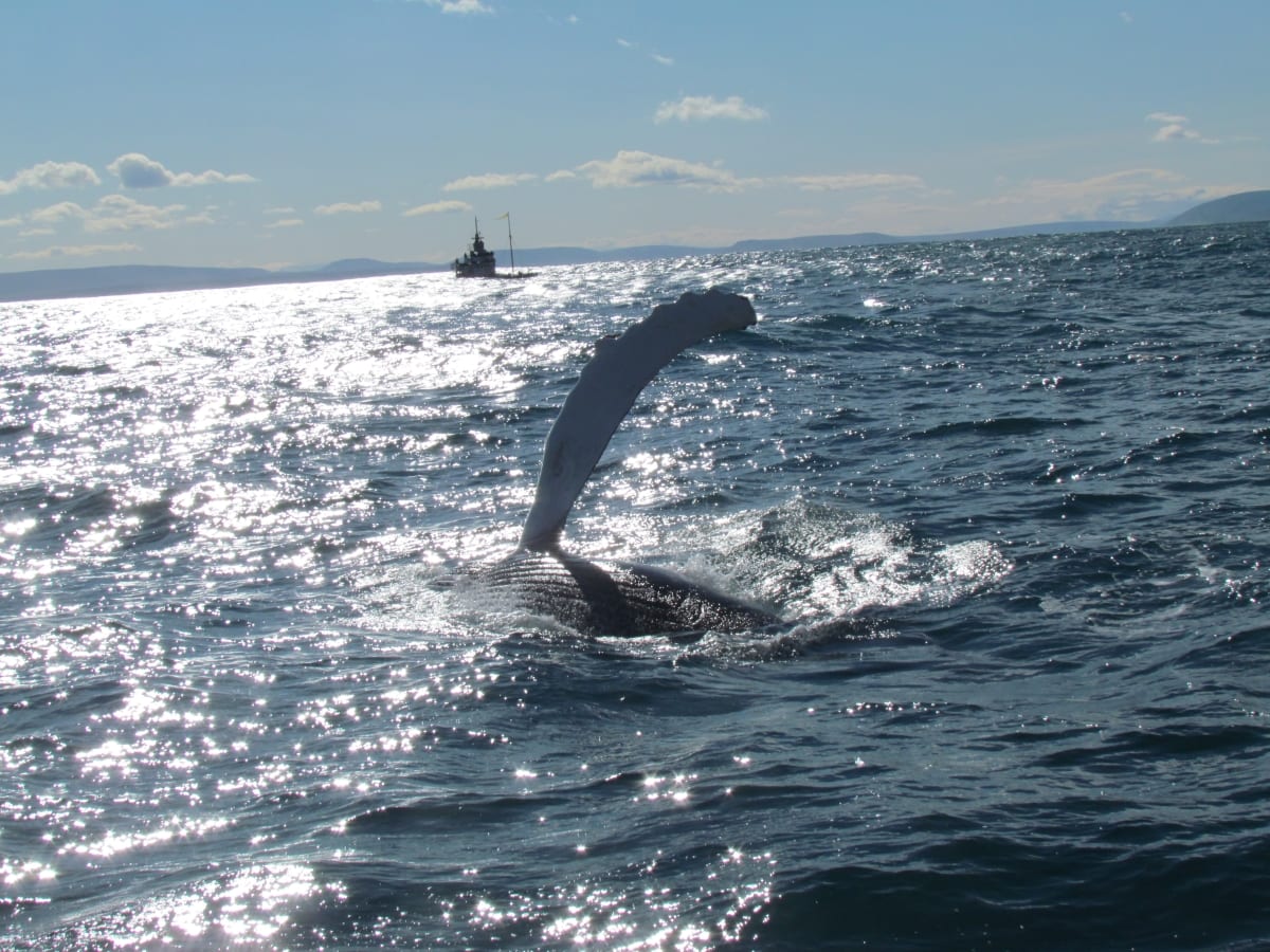 Whale Watching Locations