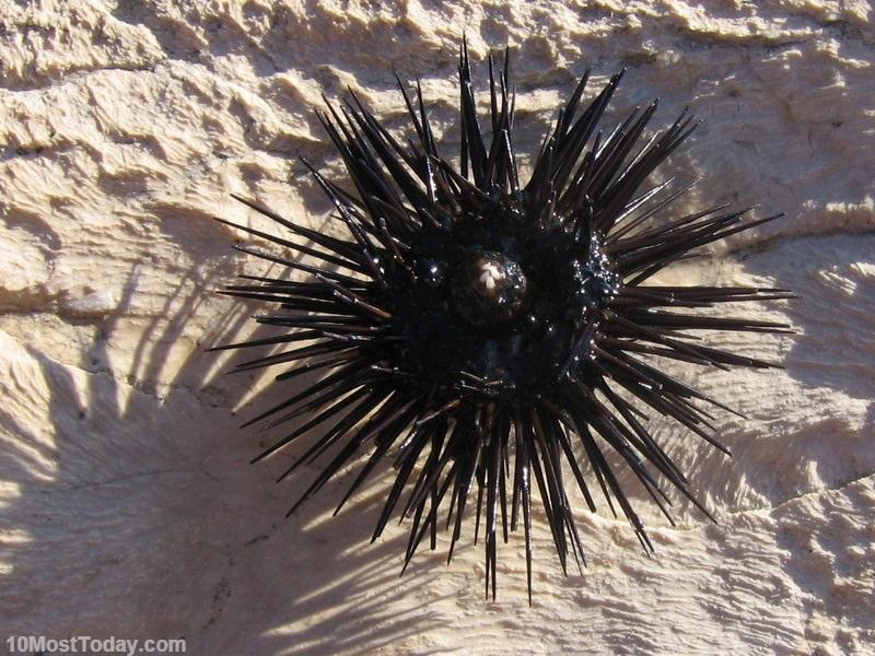 10 Coolest Spiny Animals In The World - 10 Most Today