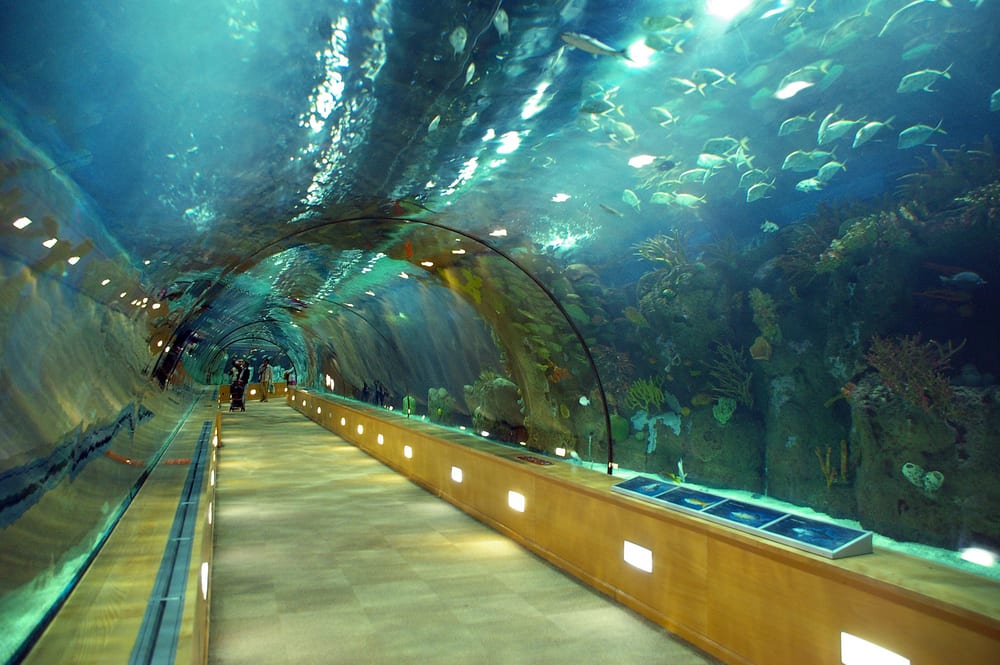 Best Aquariums