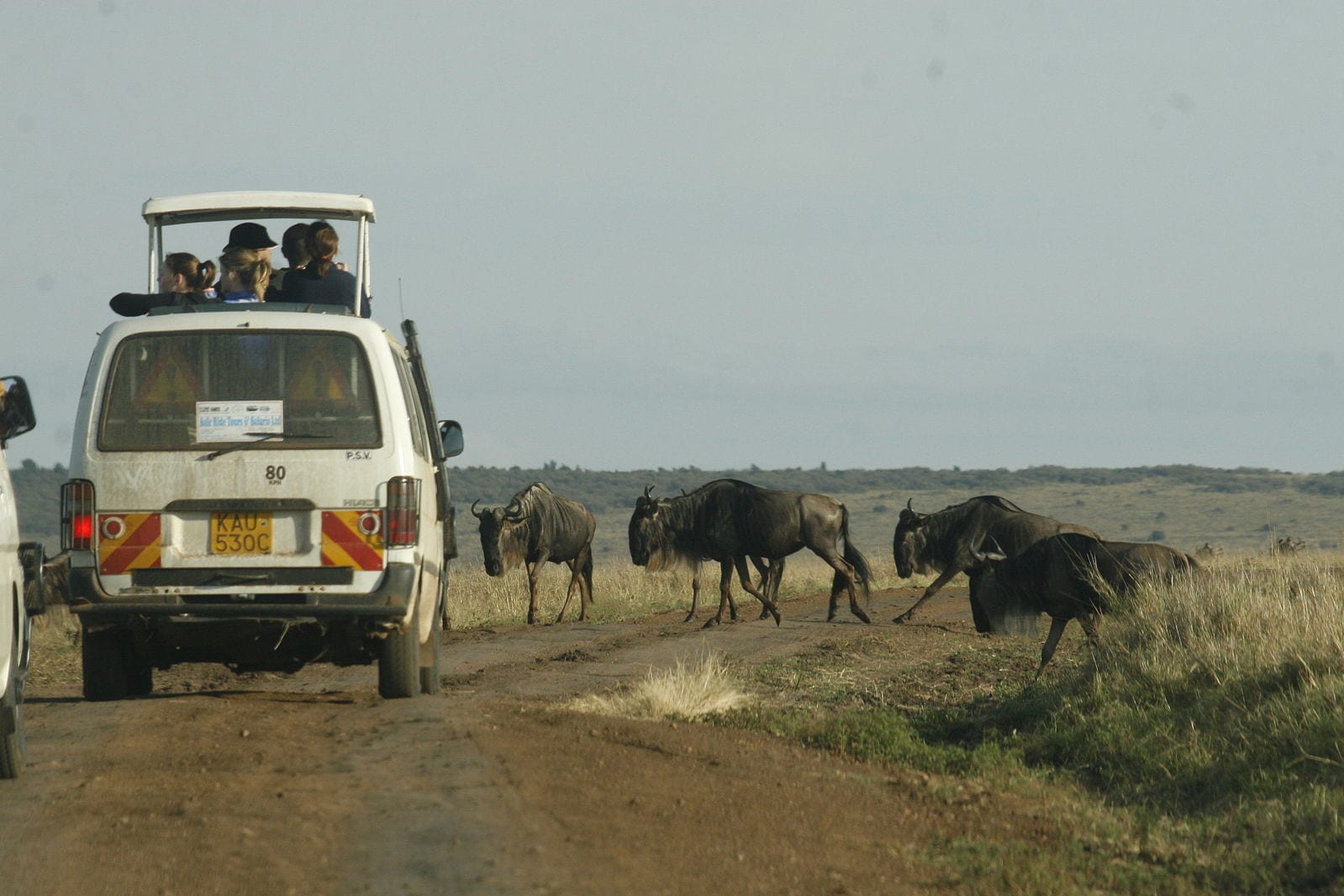 Safari Experiences in the World