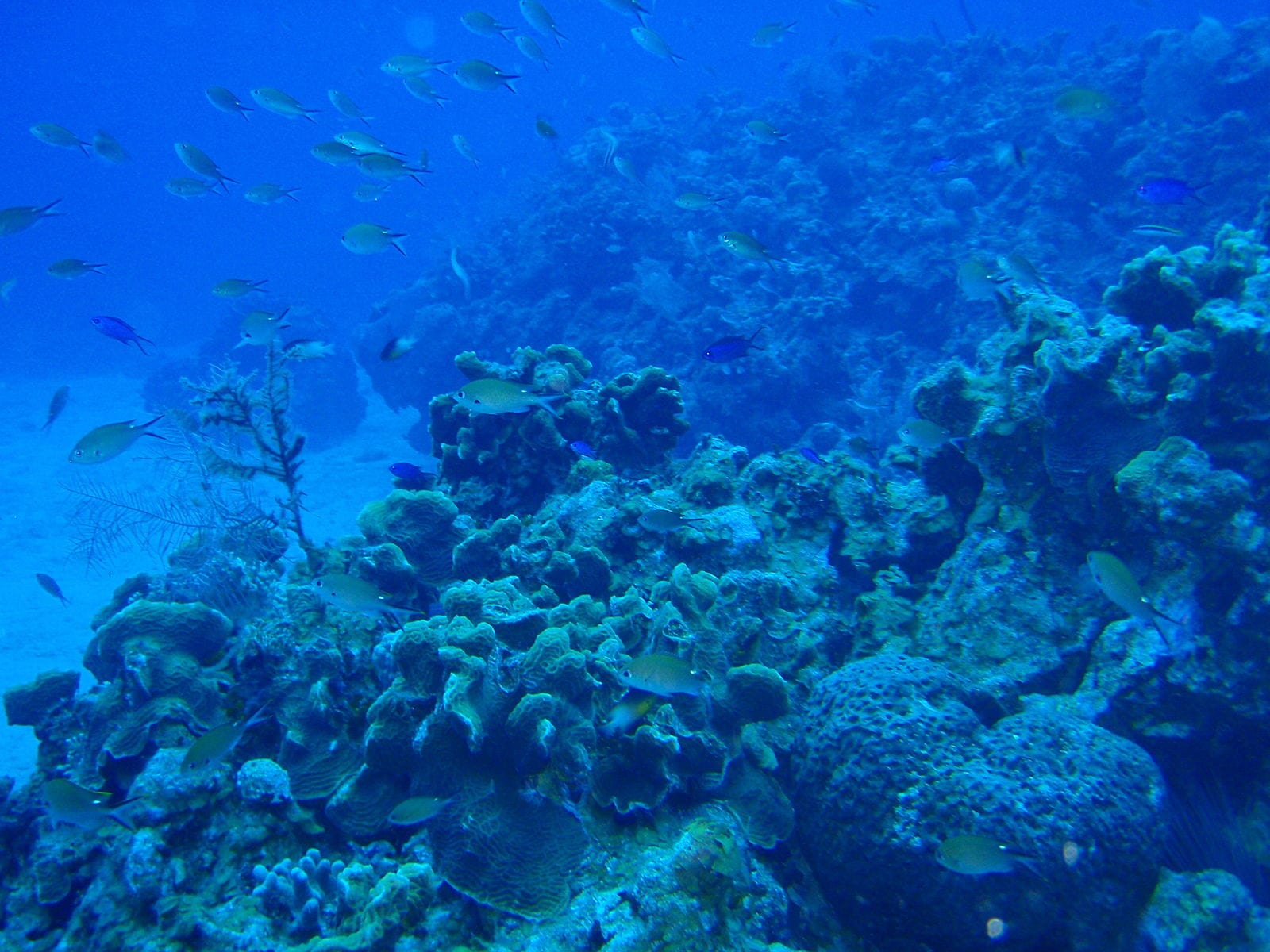 Coral Reef Experiences