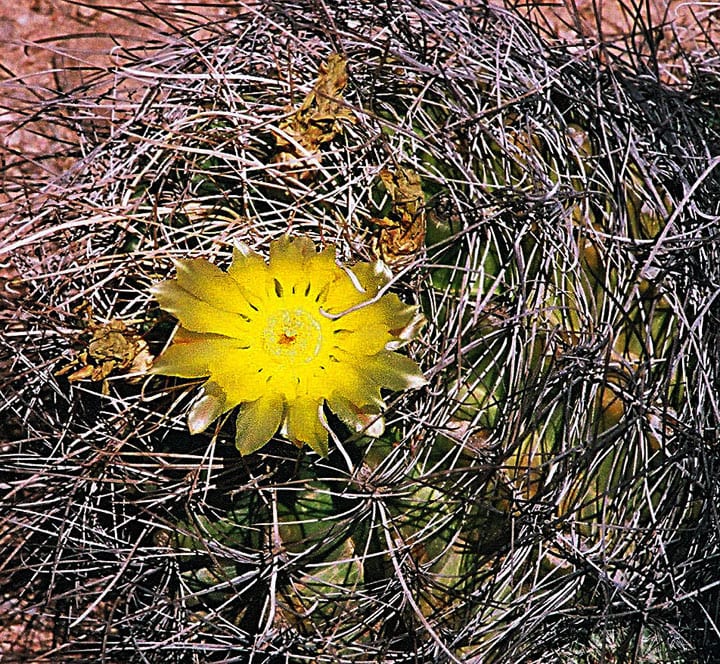 ferocactus hamatacanthus SE New Mex., Mexico Desert Bot. Gardens