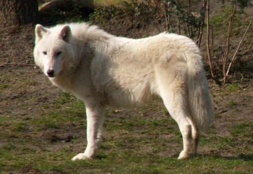 10 Absolutely Majestic Canidae Family Members - 10 Most Today