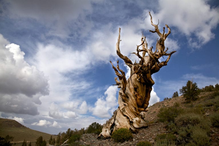 Oldest Still Living Trees