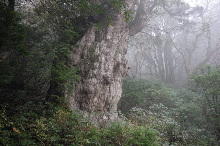 Oldest Still Living Trees