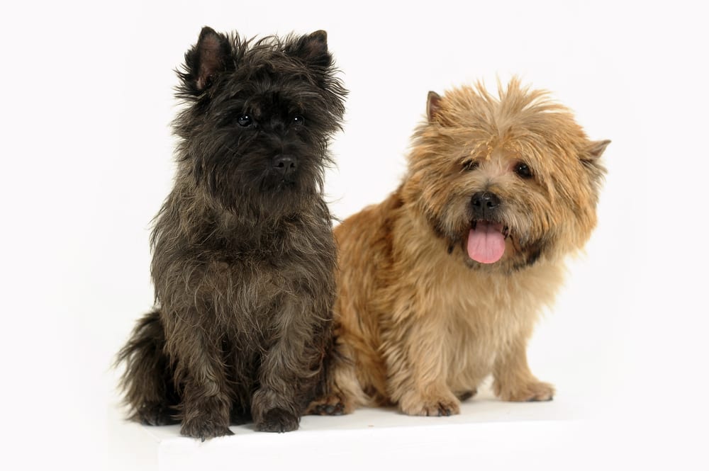 Most Popular Breeds of Family Dogs