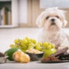 Dangerous Foods for Dogs