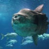 Unusual Deep-Sea Creatures