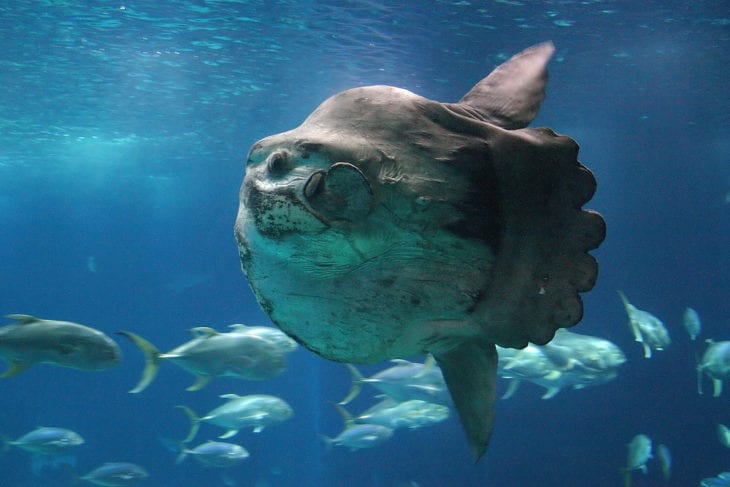 Unusual Deep-Sea Creatures