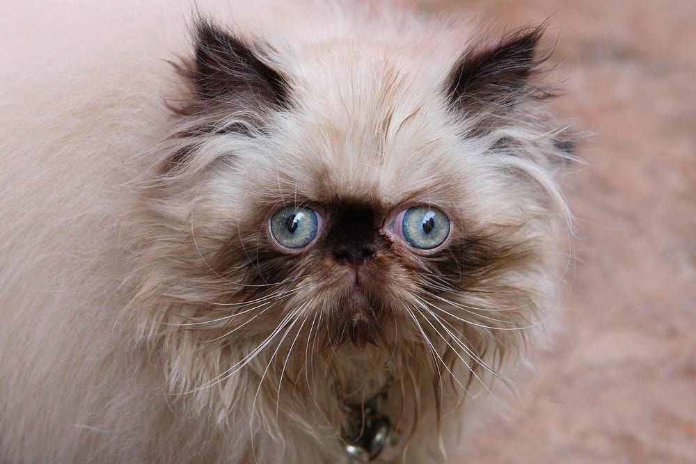 Worlds 10 Cutest Cat Breeds