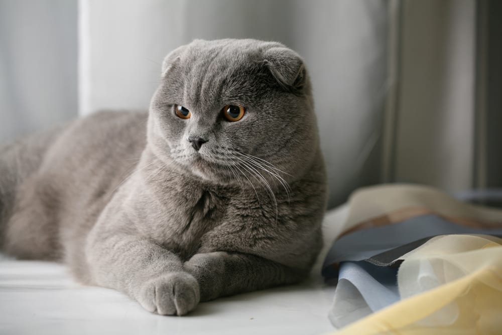 Cutest Cat Breeds