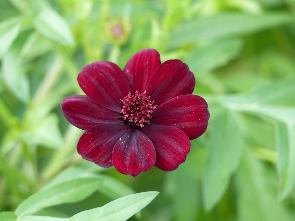Most Fragrant Flowers: chocolate cosmos