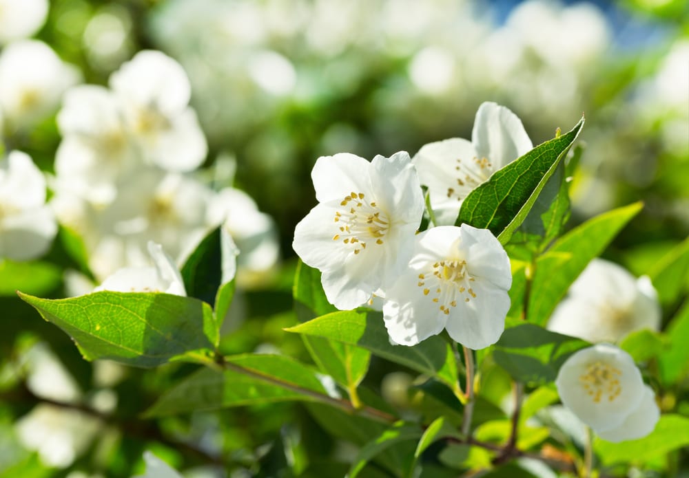 Most Fragrant Flowers: jasmine flower