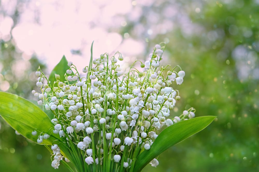Sweet Alyssum Flower: lily of the valley flower