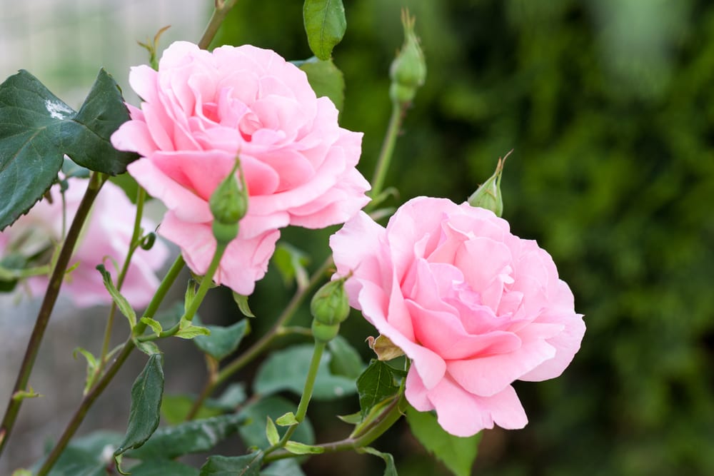 Most Fragrant Flowers: rose flower