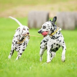 Most Playful Dog Breeds - dalmatian breed