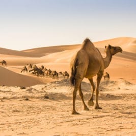 Animals that can live without food - camels