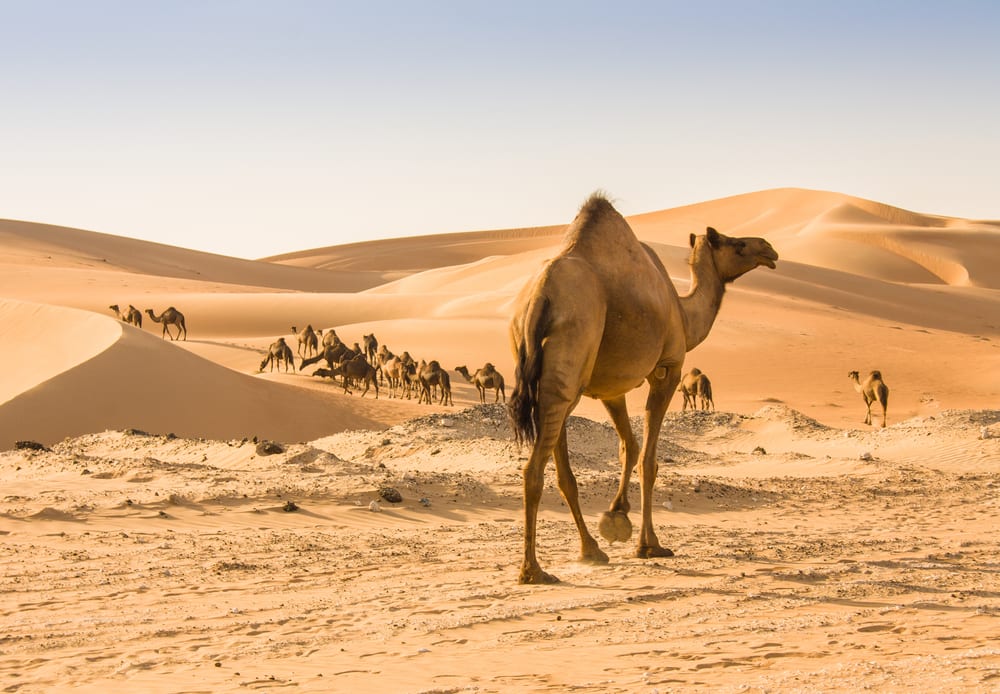 Animals that can live without food - camels