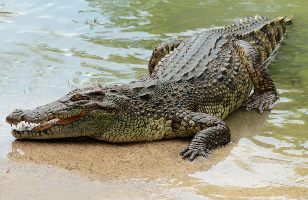 Animals that can live without food - crocodiles