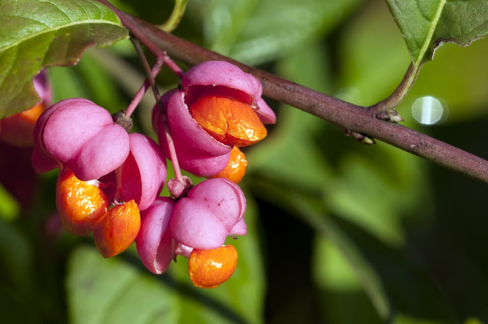 Most Deadly Fruits - European Spindle