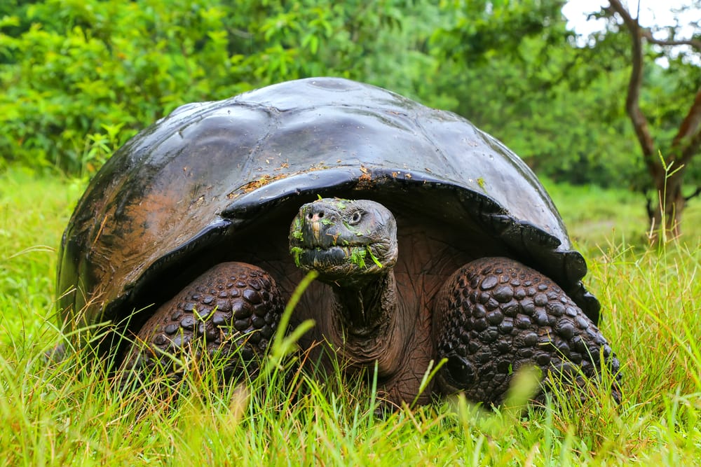 Animals that can live without food - galapagos tortoise