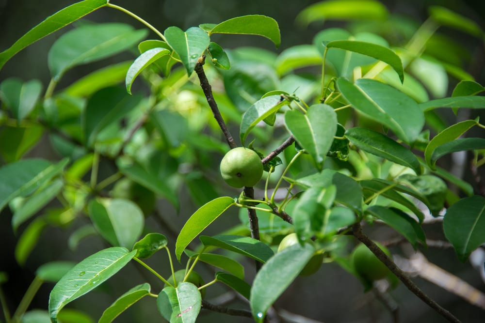 Most Deadly Fruits - Manchineel