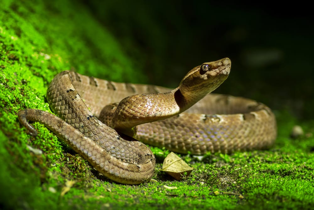 Animals that can live without food - snakes