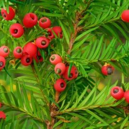 Most deadly fruits - Yew Berry