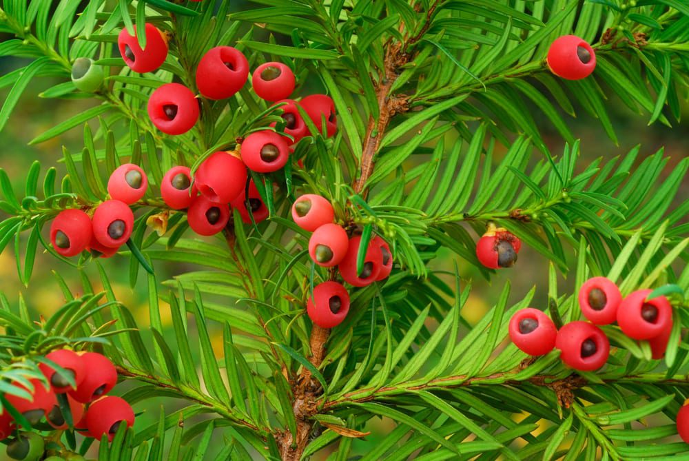Most deadly fruits - Yew Berry
