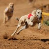 Fastest Dog Breeds - Greyhound
