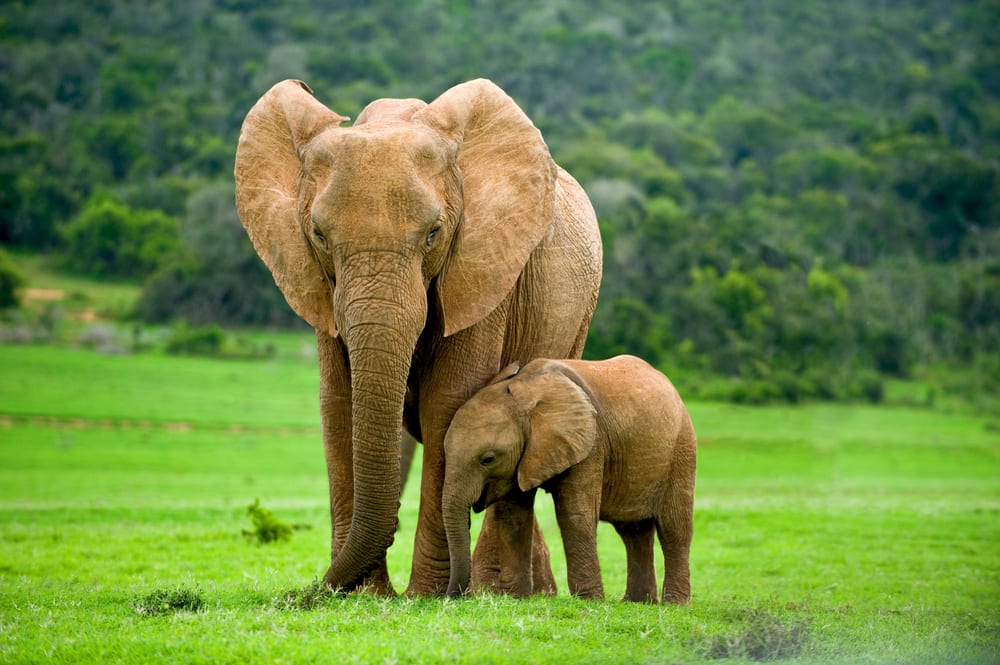 Most extreme hearing animals - Elephant