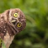 Most extreme hearing animals - Owl