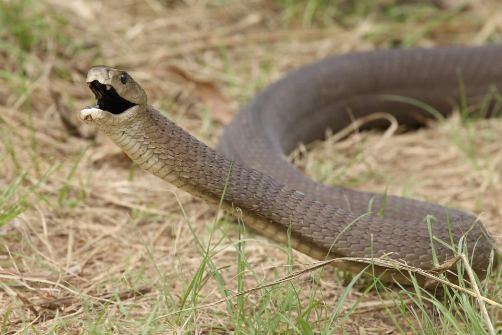 Most Venomous Snakes - Black Mamba