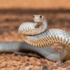 Most Venomous Snakes - Eastern Brown Snake