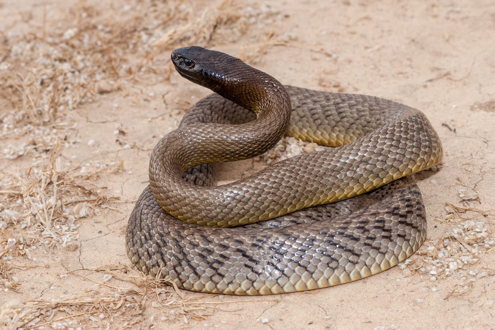 inland taipan most venomous snake