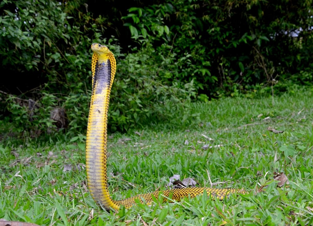 Most Venomous Snakes - Philippine Cobra