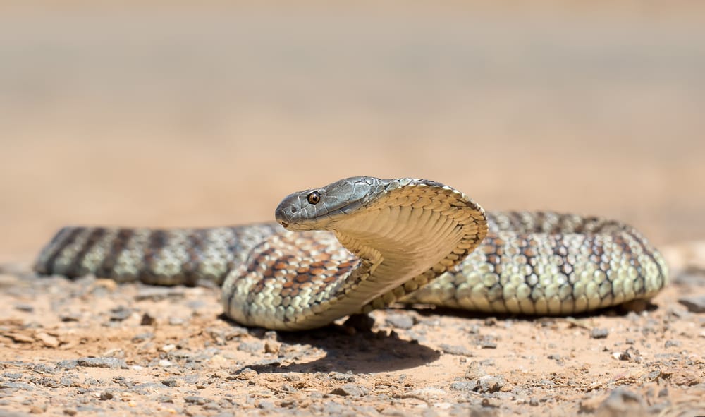 Most Venomous Snakes - Tiger Snake