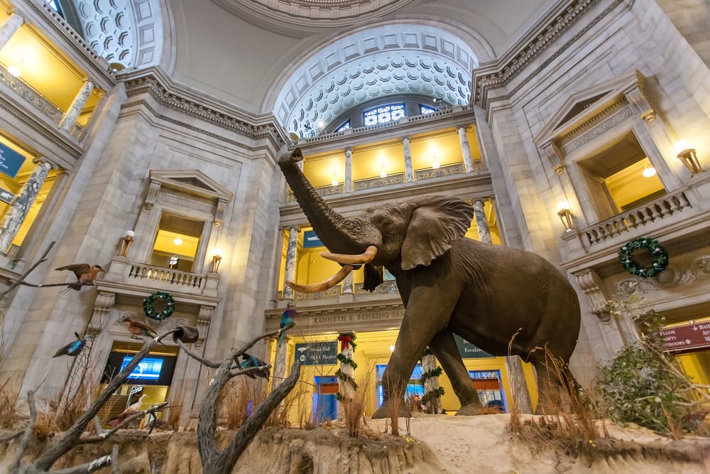 Most Visited Museums - National Museum of Natural History