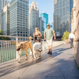 Most Pet-friendly Cities - Chicago IL