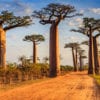 Most Famous Trees in the World: Avenue of the Baobabs