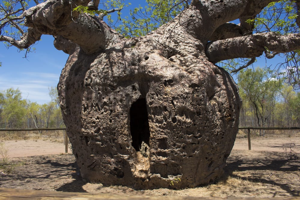 Most Famous Trees in the World: Boab Tree