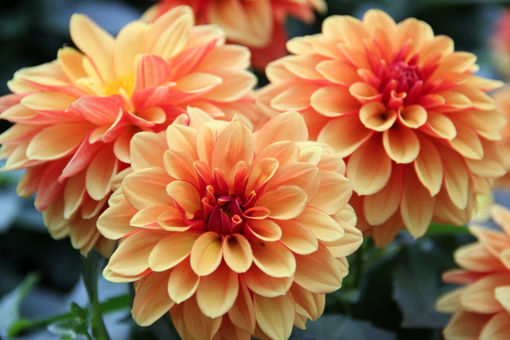 Most Beautiful Flowers - dahlia