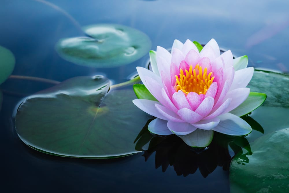 Most Beautiful Flowers - lotus