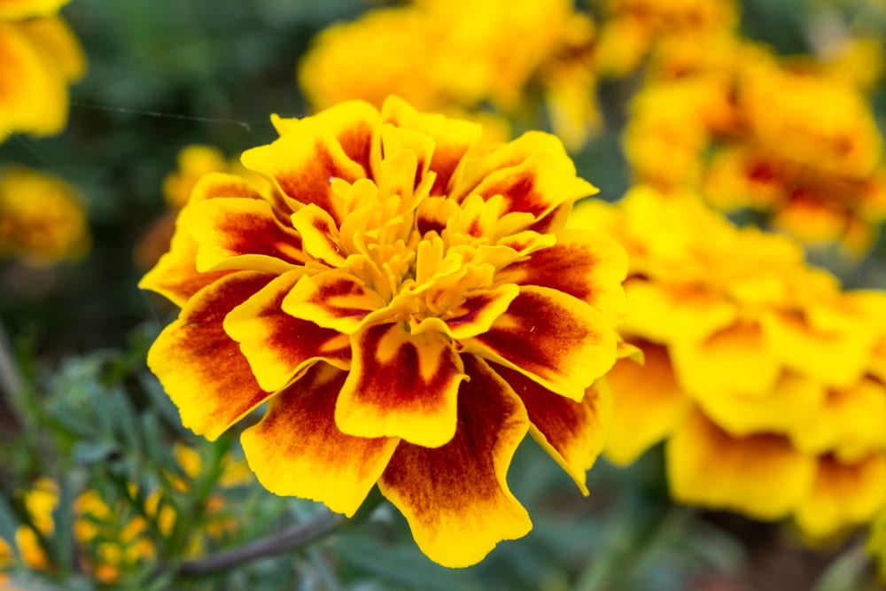 Most Beautiful Flowers - marigold