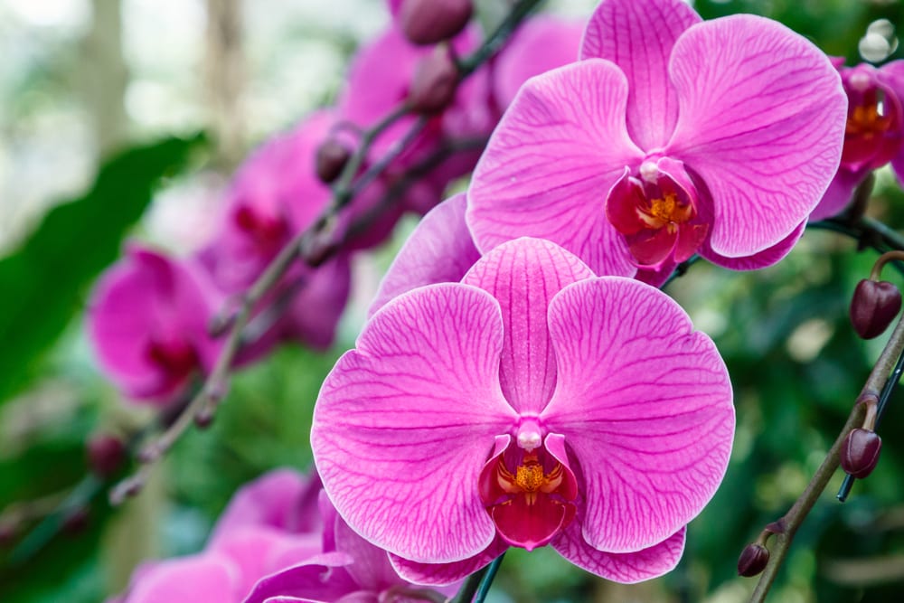 Most Beautiful Flowers - orchid