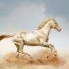 Most Beautiful Horse Breeds - Akhal-Teke