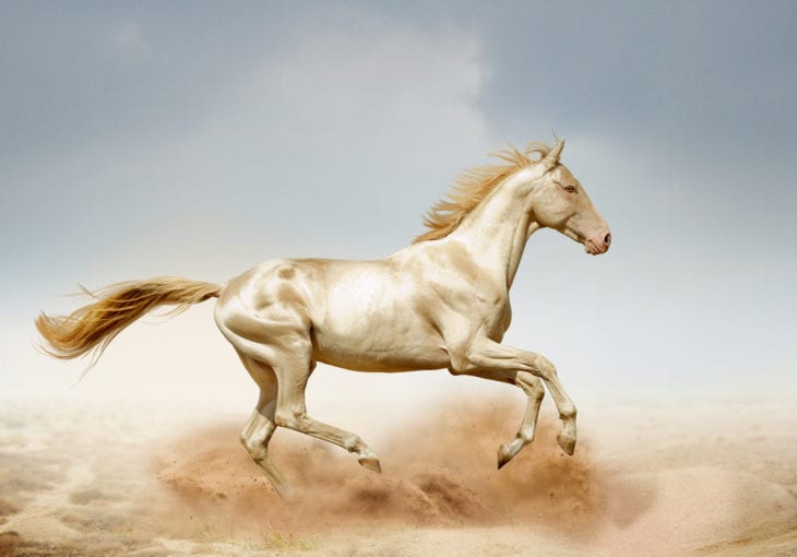 Most Beautiful Horse Breeds - Akhal-Teke