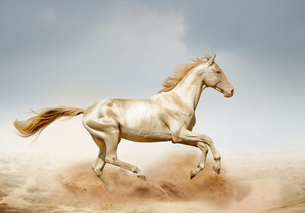 10 Most Beautiful Horse Breeds 10 Most Today   Akhal Teke 